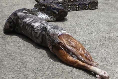 Graphic Vid Horrific Moment 17ft Snake Throws Up Entire Pet Cat