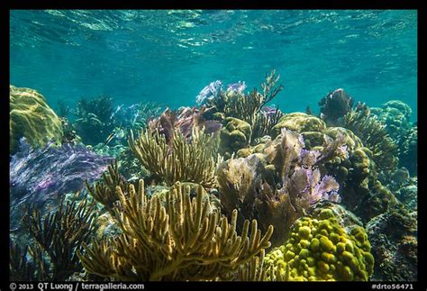 Picturephoto Variety Of Colorful Corals Little Africa