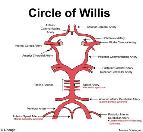 Circle Of Willis Neurology Medical Anatomy Basic Anatomy And