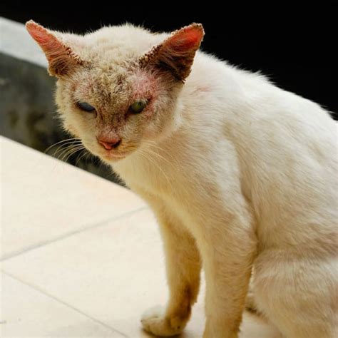 What Is Ringworm In Cats