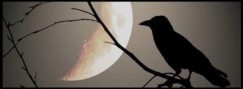 Raven Moonlight Raven Art Black Bird Crows Ravens