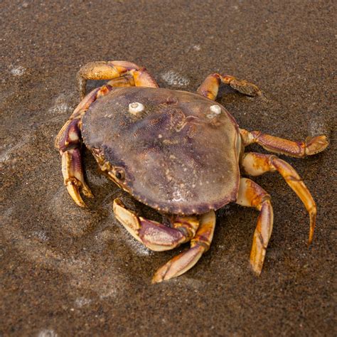Dungeness Crab California Sea Grant
