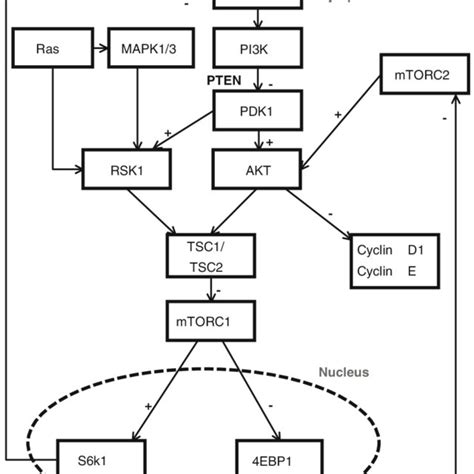 1 Schematic Of The Pi3kmtor Pathway Receptor Tyrosine Kinases Rtks