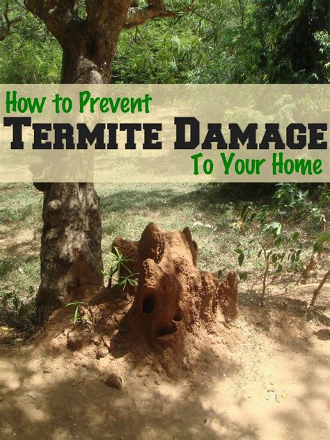 Prevent Termite Damage To Your Home Via Kimatliah Bug Control Insect