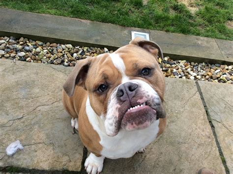 He is well balanced and proportioned, with no features exaggerated or standing out. Olde English Bulldog Puppy for Sale | Hitchin ...