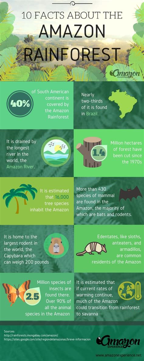 Amazon Rainforest Animals And Information