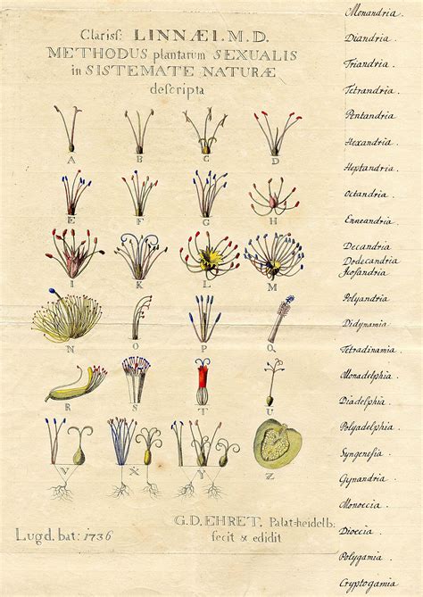Historical Botanical Illustration Of The Day Botanical Illustration Botanical Drawings