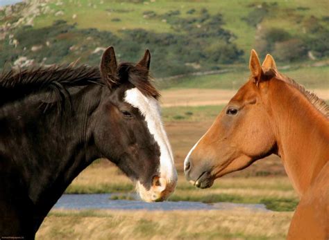 Horses In Love Hd Desktop Wallpaper Widescreen High Definition