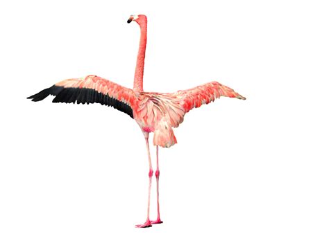 Flamingo Png Transparent Image Download Size 1600x1144px