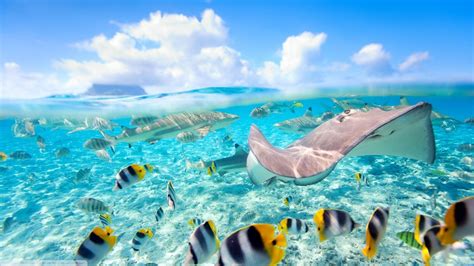 Fish Sea Split View Stingray Bora Bora Wallpapers Hd