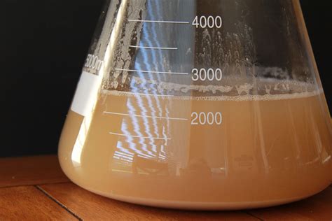 Homebrew Technique Making A Yeast Starter Synergy Brewing Systems