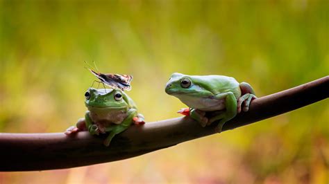 Two Frogs Sitting On A Branch Wallpapers And Images Wallpapers