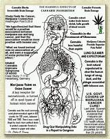 What Are The Health Benefits Of Marijuana