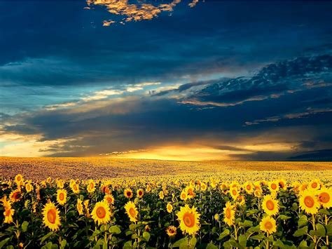 Sunflower Field Hd Wallpaper 014