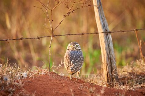 Travel4pictures Burrowing Owl Athene Cunicularia Brasil
