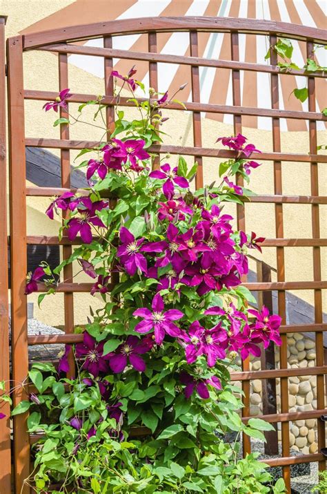 How To Grow Clematis Vine Natalie Linda Climbing Flowers Clematis
