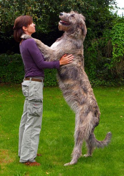 Giant Dog Picture Of Irish Wolfhound Dogpng