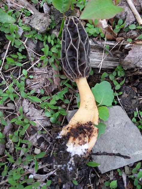 Morchella diminutiva - General Mushroom Discussion - Wild Mushroom Hunting