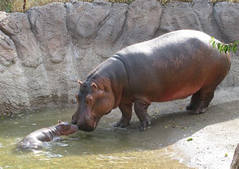 A Baby Hippo Could Save Your Marriage Voice In The Wilderness