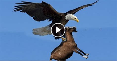 Eagle Hunting Mountain Goat King Of The Sky Dini Links