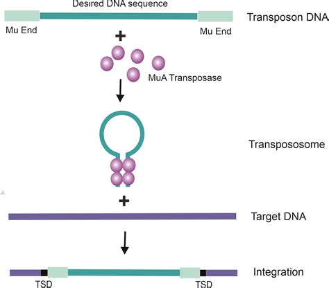 Transposon Tools Domus Biotechnologies