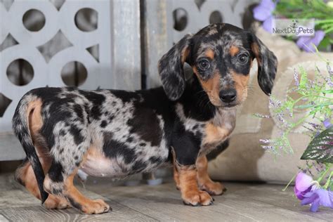 Dachshundhave great physical and mental characteristics that make them excellent partners for responsible, active, and caring owners. Maurice: Dachshund, Mini puppy for sale near Columbus ...