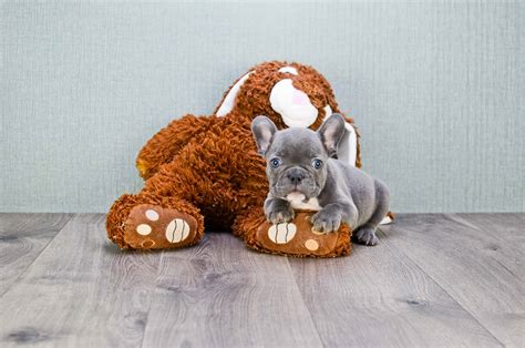 He has a great personality that will warm your heart. French Bulldog puppies for sale|Mixed small breed puppies ...