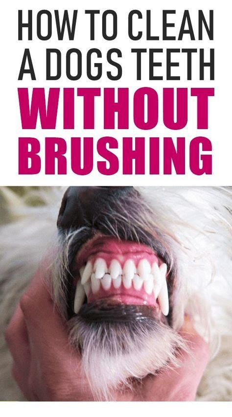 Dental Care Is So Important For Our Dogs Yes You Need To Clean Your