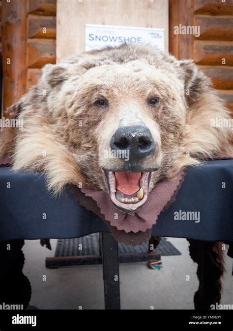Stuffed Grizzly Bear Hi Res Stock Photography And Images Alamy