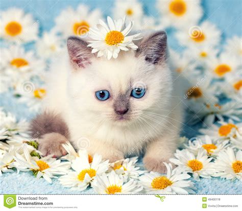 Kitten In Flowers Stock Photo Image Of Indoor Baby 49400118