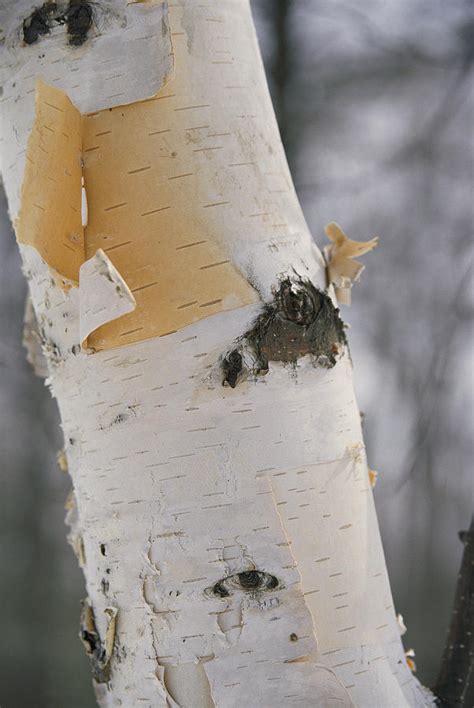 Close Up Of The Bark Of A Birch Tree Photograph By Vlad Kharitonov