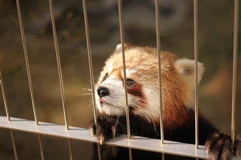 This Red Panda Broke Out Of Jail Eight Months Ago—now Hes Back In