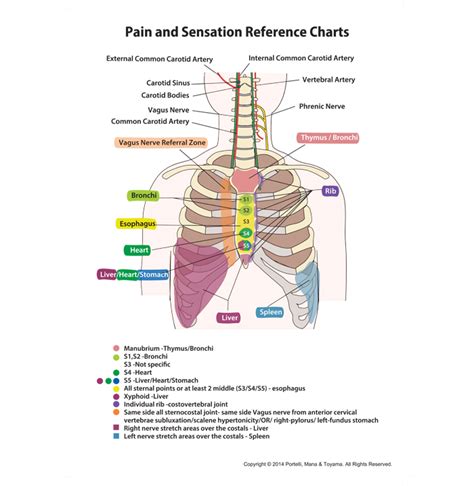 Visceral Pain And Sensation Reference Chart Visceral Biomechanics