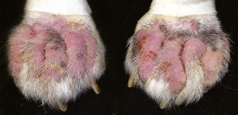 What Causes Contact Dermatitis In Dogs