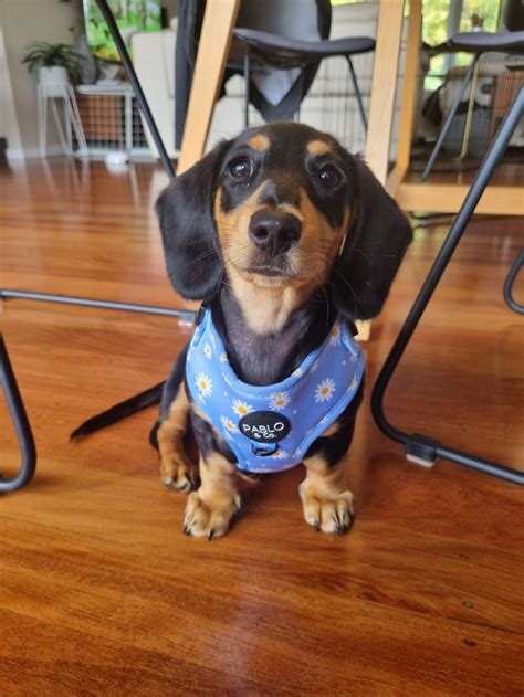 Poppy - Brisbane - Dachshund Rescue Australia