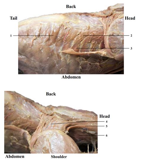 Dorsal Abdomen Cat Muscles Diagram Quizlet