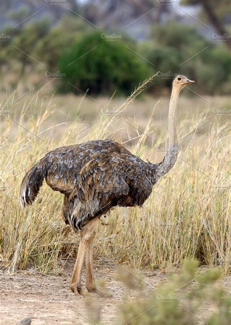 Ostrich Featuring Ostrich Bird And Neck African Animals Animals Avian
