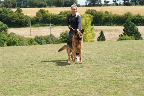 Cecil Male Show Line German Shepherd 18 Months Old