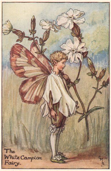Birds Foot Trefoil Fairy By Cicely Mary Barker Summer Flower Fairies