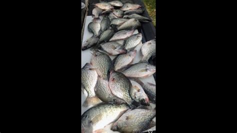 Crappie Fishing With Jigsminnows3crappie At A Timemust Watch Crappie