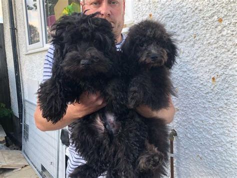 Cavapoo in dogs & puppies for sale. Gorgeous Cuddly Cavapoo Puppies For Sale in Delray Beach ...