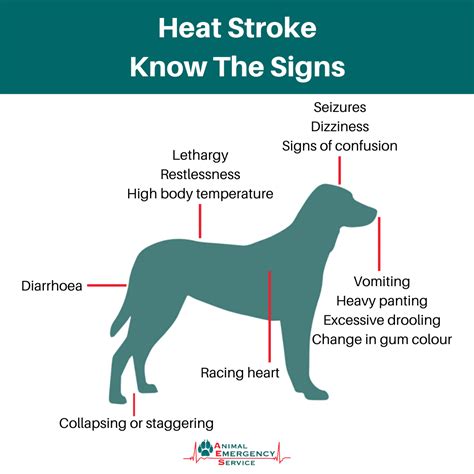 How Long Can Heat Exhaustion Last In Dogs What To Know Keepingdog