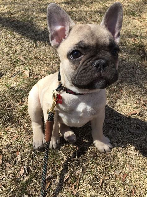 The atlanta area french bulldog group is a common interest group for those living in and around. Blue French Bulldogs - Breed Information, Price, Facts ...