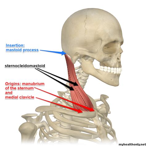 The Sternocleidomastoid Muscle Is One Of The Largest My Health Only