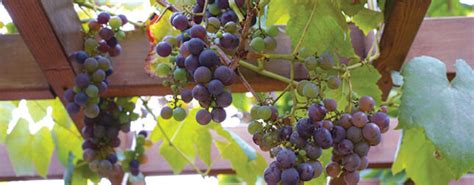 Grow Grapes In Pots Gardening Australia