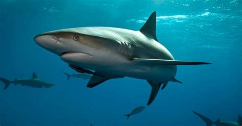 Guía De Los Tiburones Imágenes Y Fotos