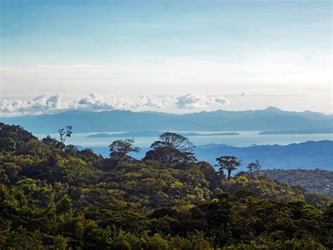 The 'cloud forest' of monteverde ('bosque nuboso' in spanish), also called the 'tropical high forest', is home to over 3,200 species of plants, 700. Original Canopy Tour | Canopy Tours Monteverde ...