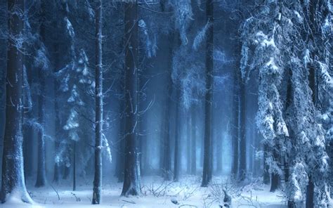 Landscapes Trees Forest Woods Winter Snow Wallpaper 1920x1200 37905