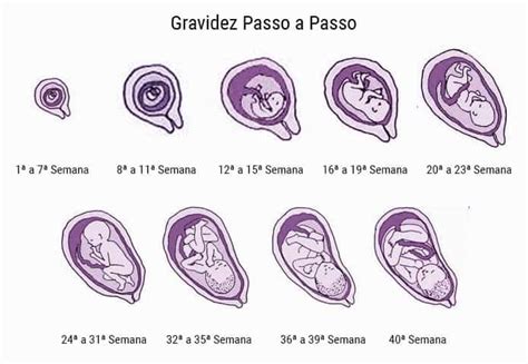 Imagens Gravidez Semanas Saiba Como Cresce O Seu Beb E Como O Seu