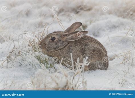 Cottontail Rabbit In Snow Stock Photo Image Of Winter 84837060